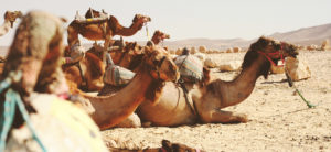 Glenn Haussman Interviews a Camel